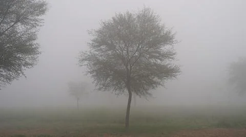 Lonely tree of Acacia or Babool tree in heavy fog and mist in the morning tim Stock Photos