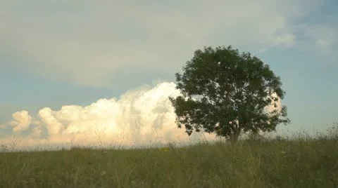 Lonely tree against a background of clouds Stock Footage 11305444