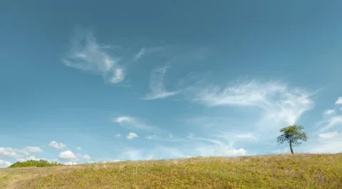 The lonely tree against the background of the cloudy blue sky Foto stock