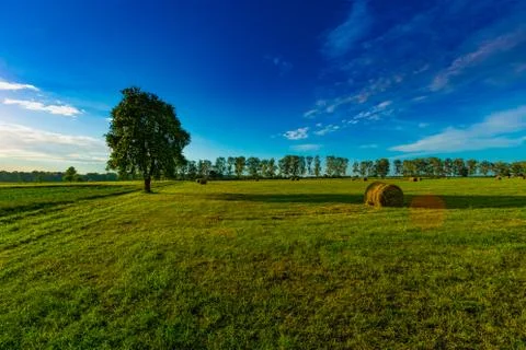 Lonely tree against a blue and cloudy sky at sunset. Summer landscape. Stock Photos