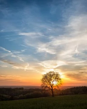 Lonely tree against a blue sky at sunset. Landscape with a lone tree at sunset Stock Photos