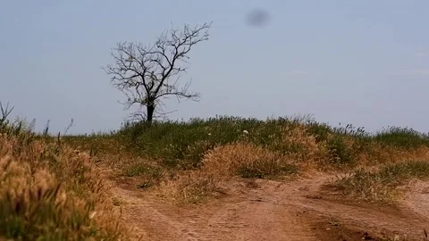 A lonely tree against the sky. Stock Footage 310818561
