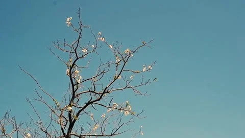 A lonely tree against the sky. Stock Footage 310818569
