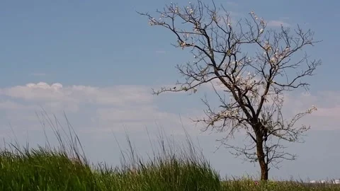 A lonely tree against the sky. Stock Footage 310818574