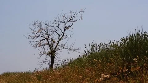 A lonely tree against the sky. Stock Footage 310818595