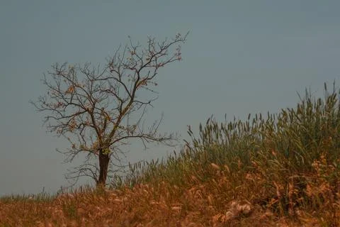 A lonely tree against the sky. Fotos de archivo