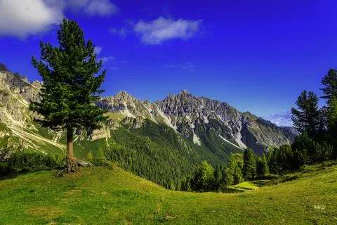 Lonely tree on alpine meadow with panoramic mountain view Stock Photos