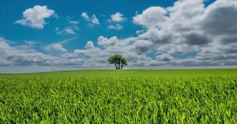 Lonely Tree Among Grass Timelapse 4k Stock Footage 51168575