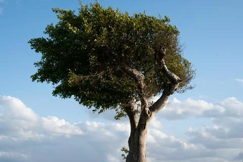 Lonely tree among green fields, blue sky and white clouds in the background. Stock-Fotos
