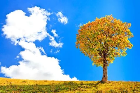 Lonely tree and a big cloud on blue sky background Stock Photos
