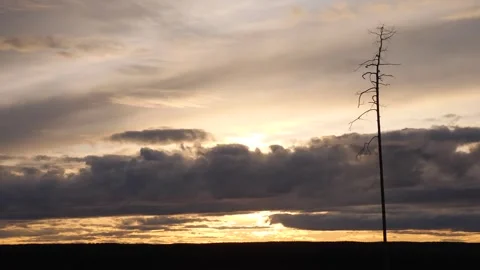 Lonely tree and the clouds on the sunrise. Siberia Stock-Footage 269337699
