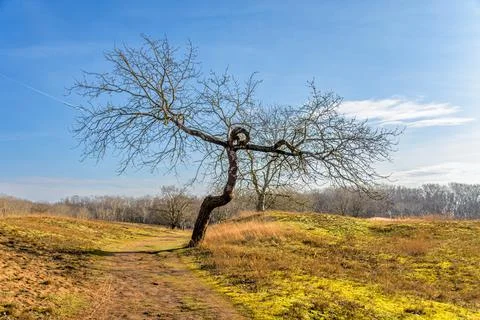 Lonely Tree and Dirt Path Stock Photos