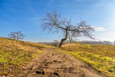 Lonely Tree and Dirt Path Stock Photos