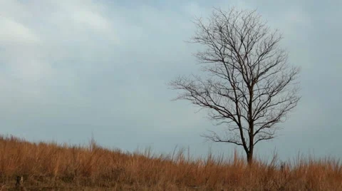 Lonely tree and grass waving at stormy wind Stock Footage 60419729