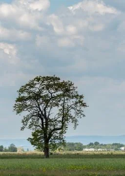 A lonely tree and interesting cloud formation Stock Photos