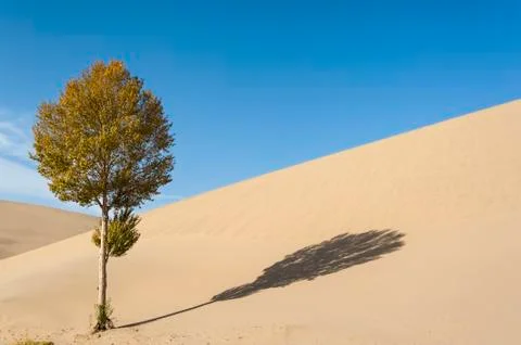 A lonely tree and it's shadow on the dune Foto stock