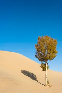 A lonely tree and it's shadow on the desert Foto stock