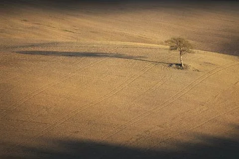 Lonely tree and its shadow in the Tuscan countryside at sunset Stock Photos