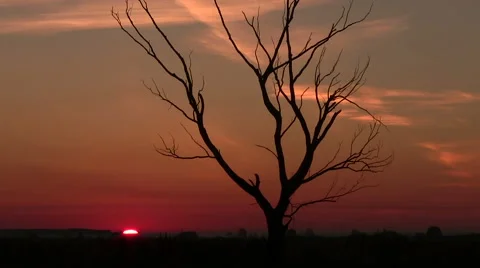 Lonely tree and   red sunrise . PAL Time lapse Stock Footage 44323571