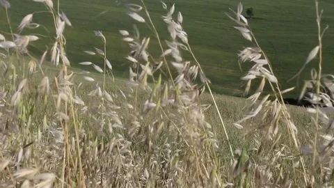 Lonely tree and small pond seen through high grass. Left-Right pan shot Stock Footage 82582329