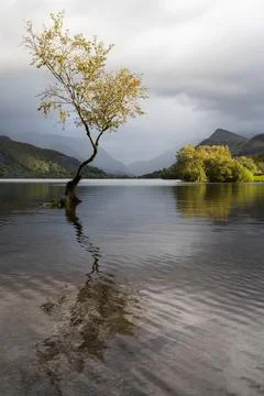 The Lonely tree at autumn Stock Photos