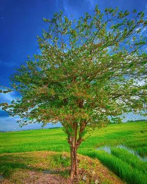 Lonely tree background 4k HD wallpaper Stock Photos