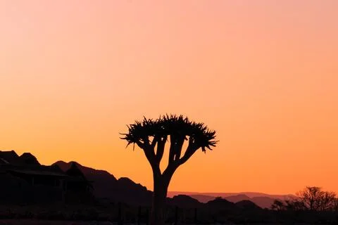 Lonely tree on a background of a beautiful sunset in the Namib desert Stock Photos