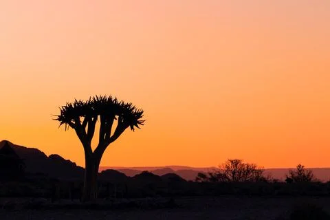 Lonely tree on a background of a beautiful sunset in the Namib desert Stock Photos