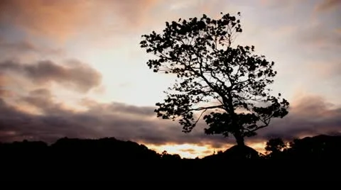Lonely tree background Stock Footage 10841047