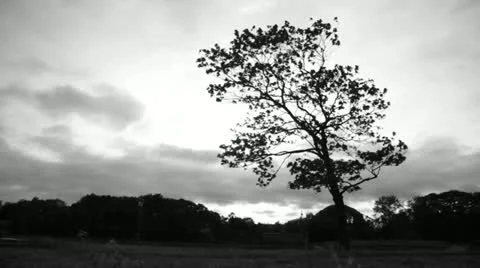 Lonely tree background Stock Footage 10841079