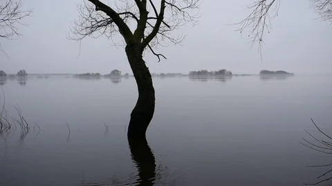 Lonely tree on the background of  high water Stock Footage 121788240