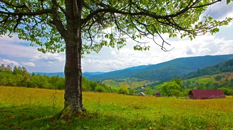 Lonely tree on a background of mountain scenery. 4K. FULL HD, 4096x2304. Stock Footage 41307197