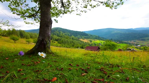 Lonely tree on a background of mountain scenery Stock Footage 41336167