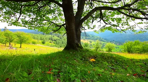 Lonely tree on a background of mountain scenery Stock Footage 41336753