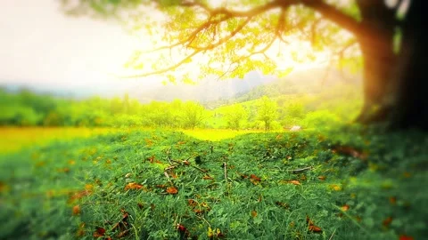 Lonely tree on a background of mountain scenery Stock Footage 150863435