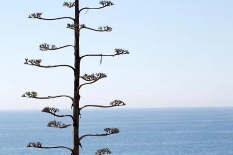 Lonely tree on the background of sea Stock Photos
