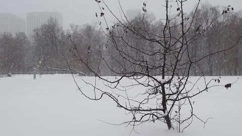 A lonely tree on the background of a snowstorm. Stock Footage 257370246