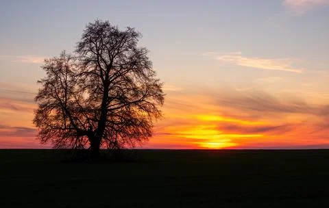 Lonely tree on a background of sunset sky Stock Photos