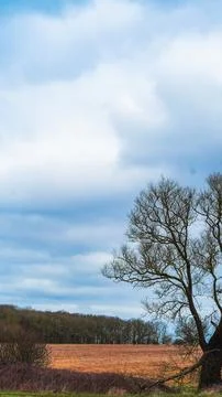 A lonely tree with bare branches stands against a cloudy sky and autumn field Stock Photos