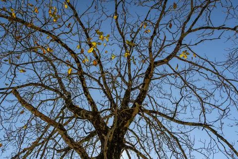 Lonely tree with bare branches in winter season Foto stock