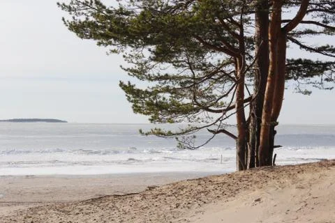 Lonely tree on the beach. Stock Photos
