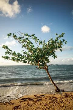 Lonely tree on the beach Stock Photos