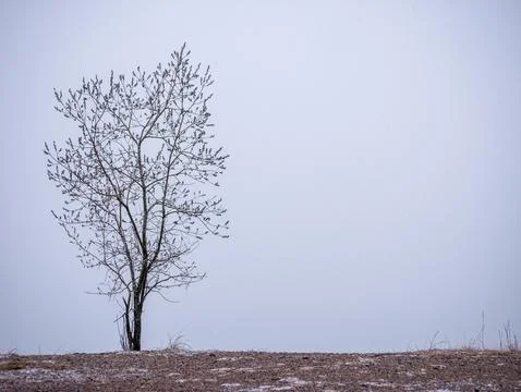 Lonely tree on a beach Stock Photos