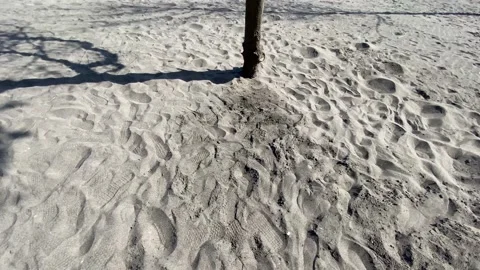 Lonely Tree at beach sand dune Stock Footage 144098883