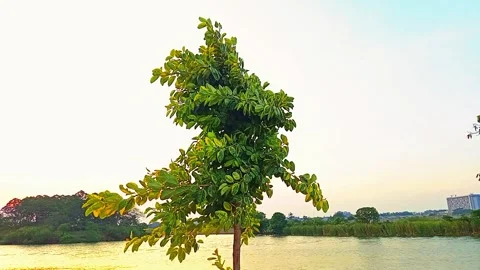 Lonely Tree Beside River at Sunset with Clear Sky Stock Footage 287781092