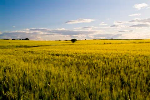 Lonely tree between grain fields, farming landscape Foto stock
