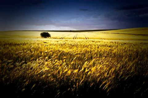 Lonely tree between grain fields, farming landscape Stock Photos