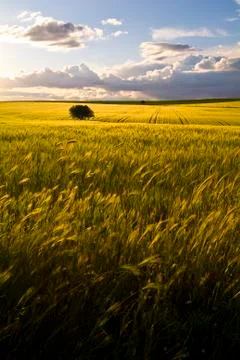 Lonely tree between grain fields, farming landscape Stock Photos