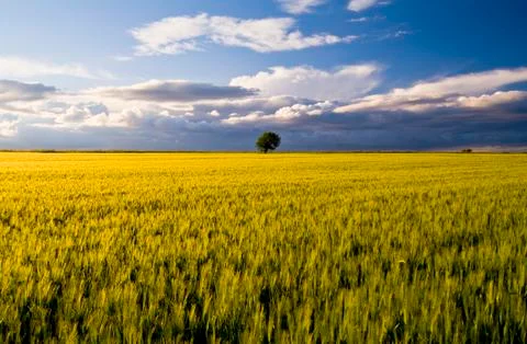 Lonely tree between grain fields, farming landscape Stock Photos