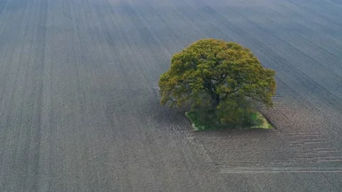 Lonely tree on big empty field aerial 4K Stock Footage 236723574